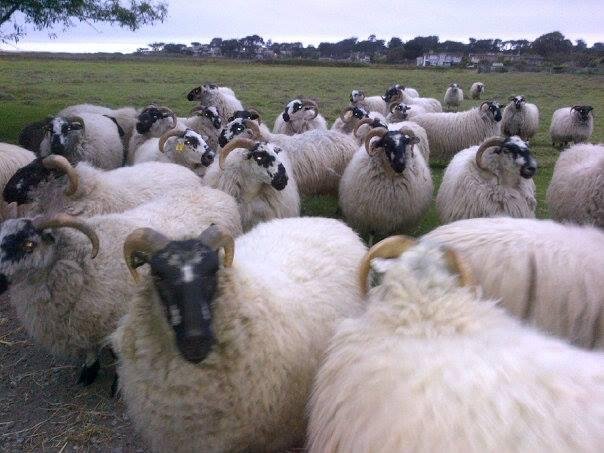 Sheepie Love