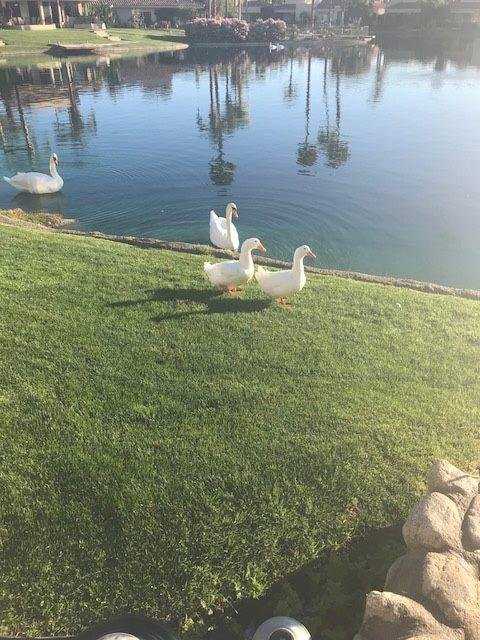 Looks like a "white-bird supremacist" meeting outside our patio this morning. Two white swans, two Peking Ducks (but no partridge in a pear tree)