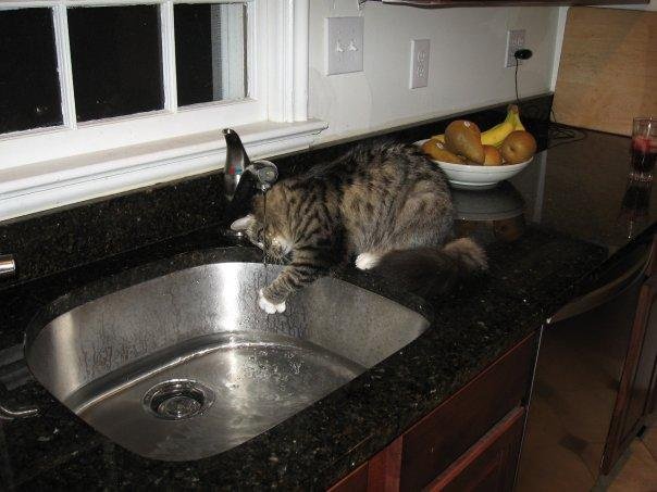 Little Sophie - kitten pic.