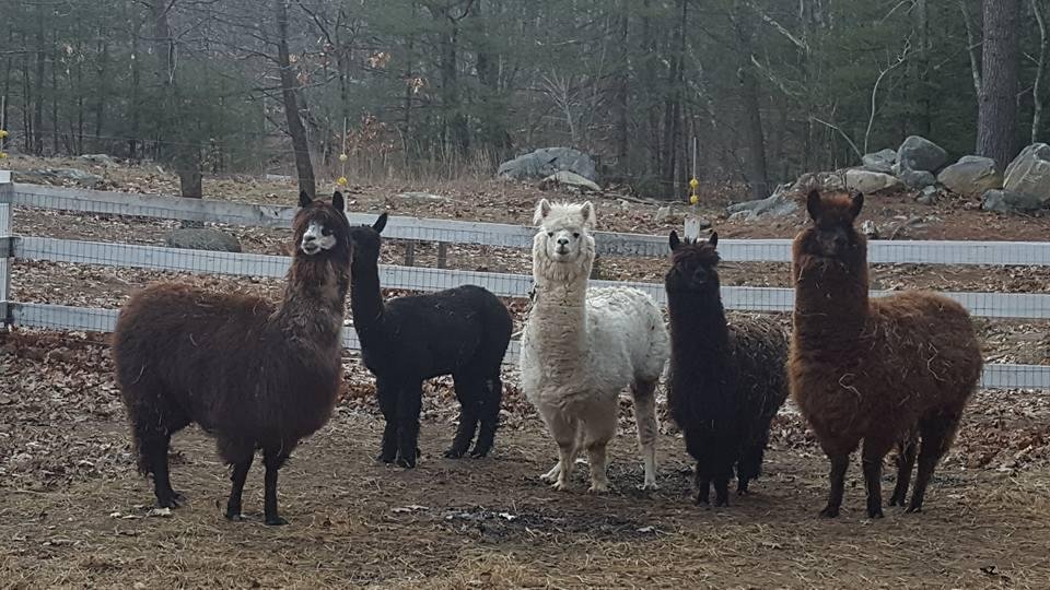 The alpacas watching me putting their hay in
