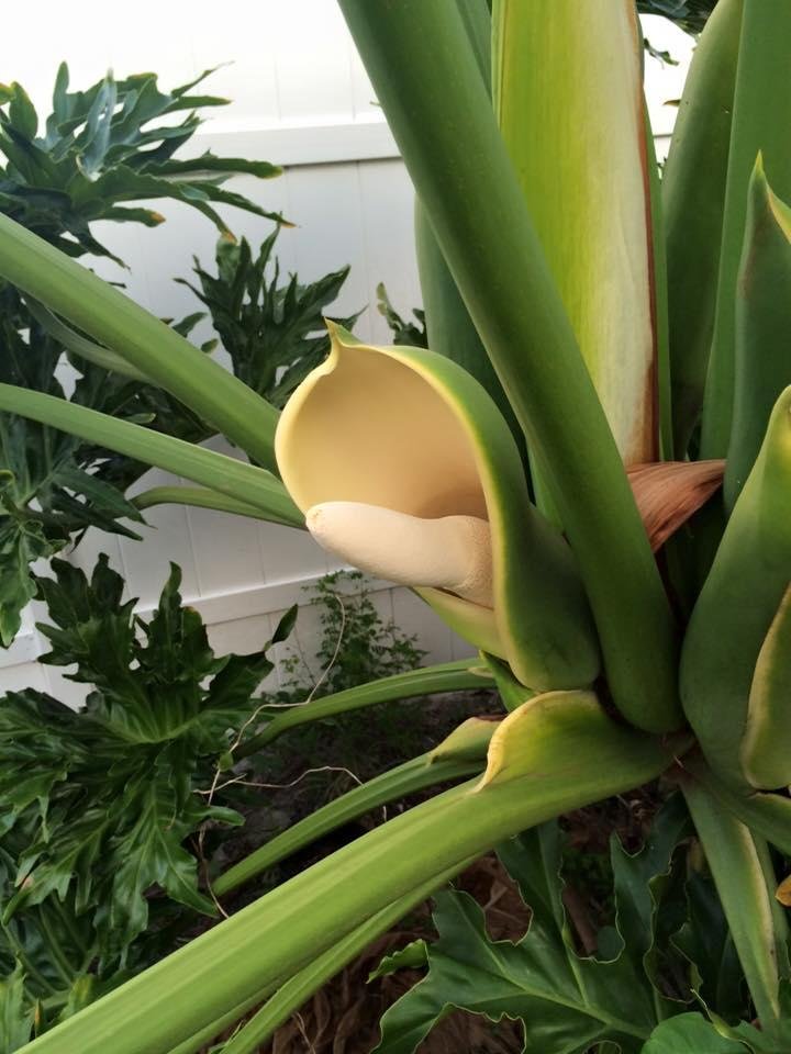 Philodendron
