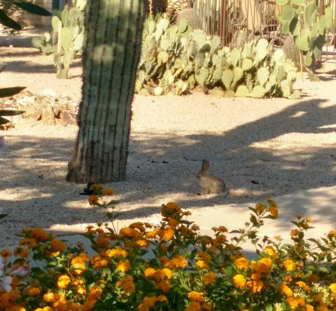 Cute bunny looking for breakfast......