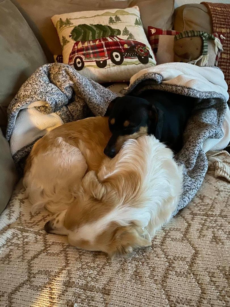 Just one reason to have two pups.