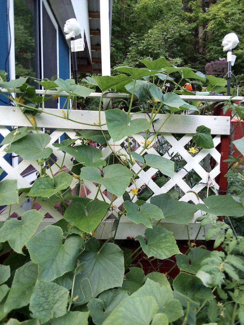 Cucumbers doing good.