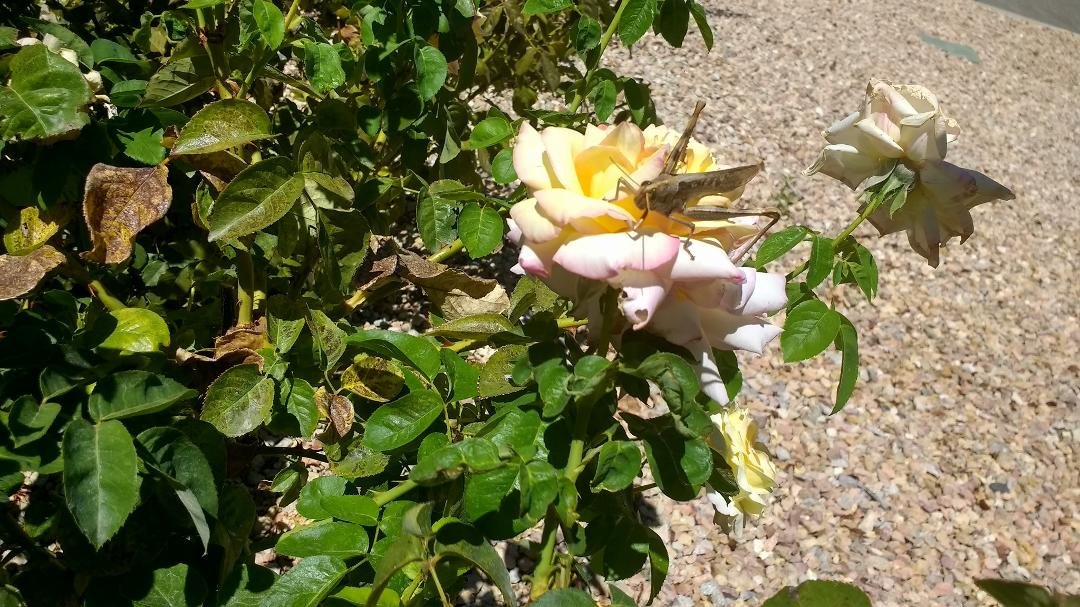 Found this guy enjoying my "Carnival" rose. My roses are more fragrant this year than ever. Anyone else have more fragrant roses. I think it might be due to the"Bayer Rose Food" that I use. My roses have thrived with "Bayer
