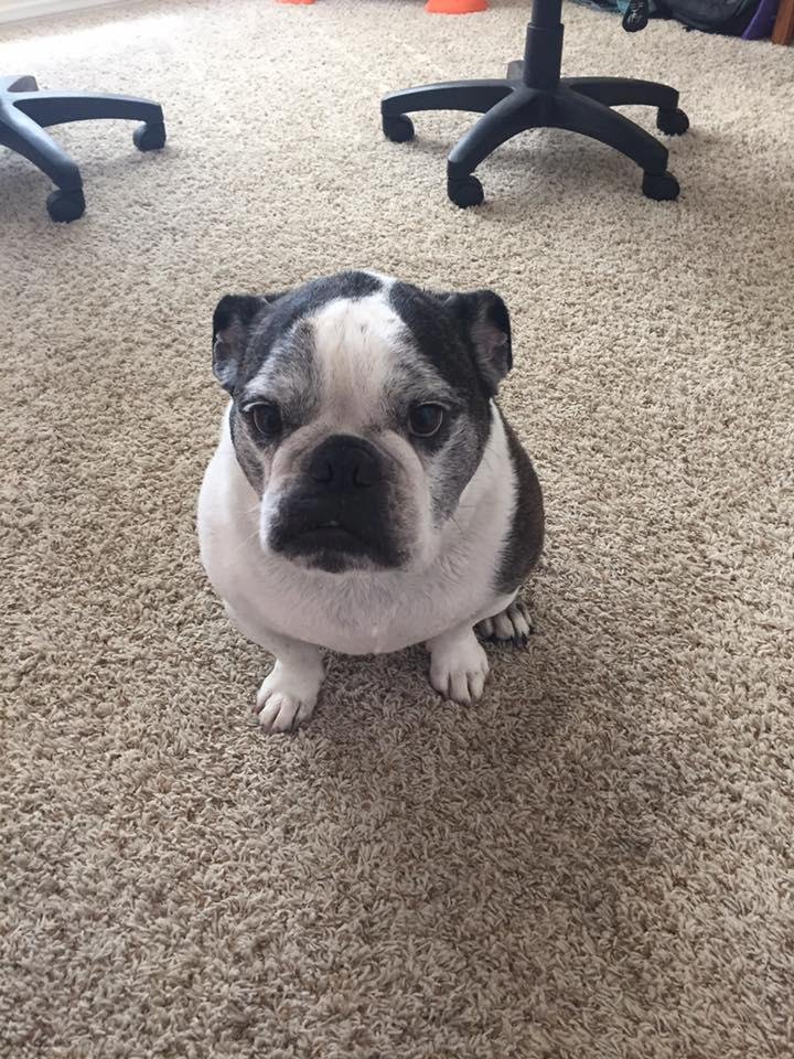Our freshly bathed happy girl 😁