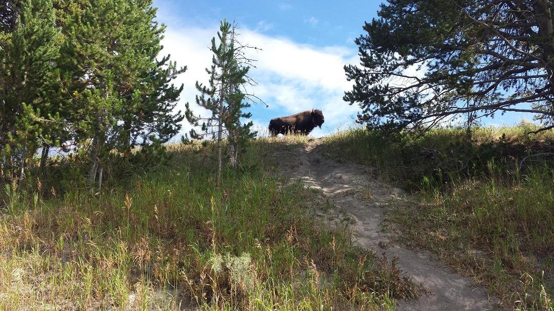 Buffalo