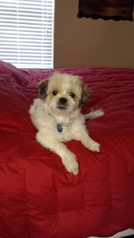 My cute dog, Scooby.