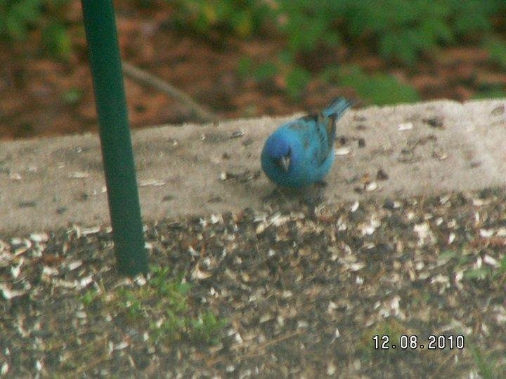 Don M Westerfield's album, Blue Buntings April 15, 2011
