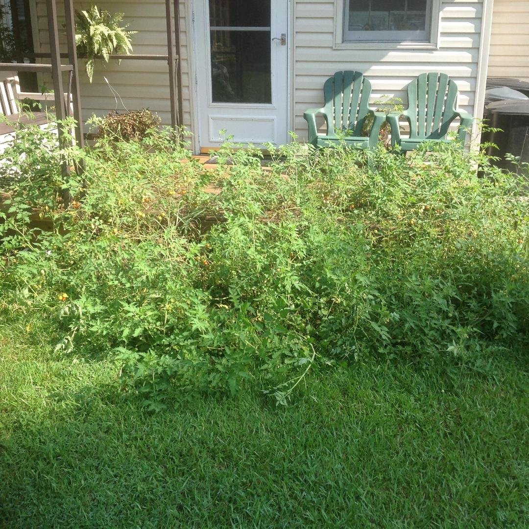 2nd year of the killer tomatoes.
Did not plant it.
