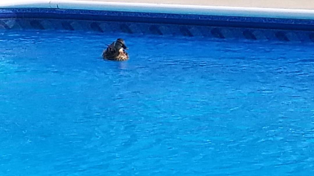 Daniel Sullivan,..Look what was in your pool when I got back..