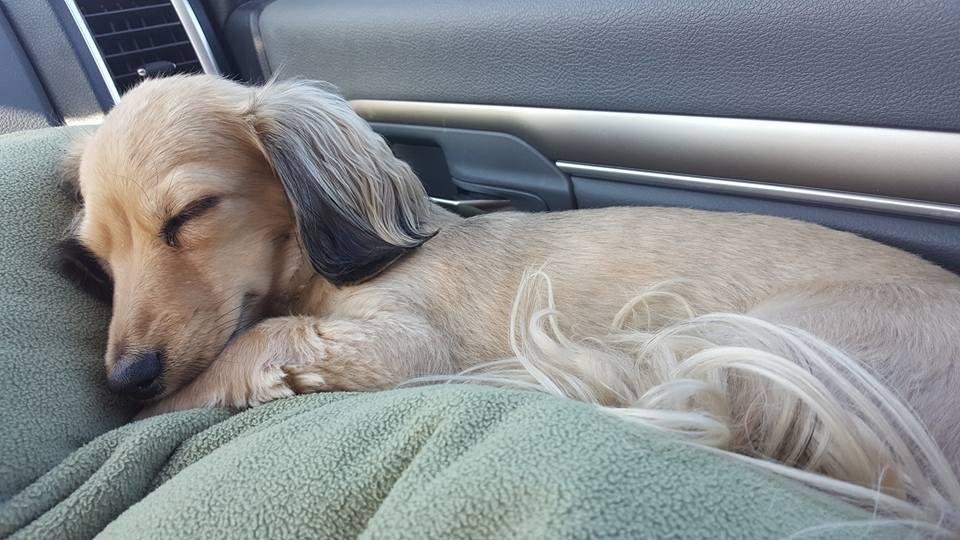 Spoiled rotten Peanut sleeps on a pillow on the way to Vegas.