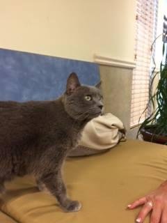 This is shadow, a 15 yr old Russian Blue bobtail. Her owner passed away recently and the owners son's, being from out of country and out of state, left her with Highland Lakes Vet in Marble Falls with with fees for boarding