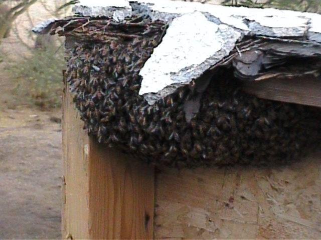 Taking down a free standing outside fireplace, a swarm of bees decided to try and start a hive of what was the inside wall above the fireplace. About the size of a football.