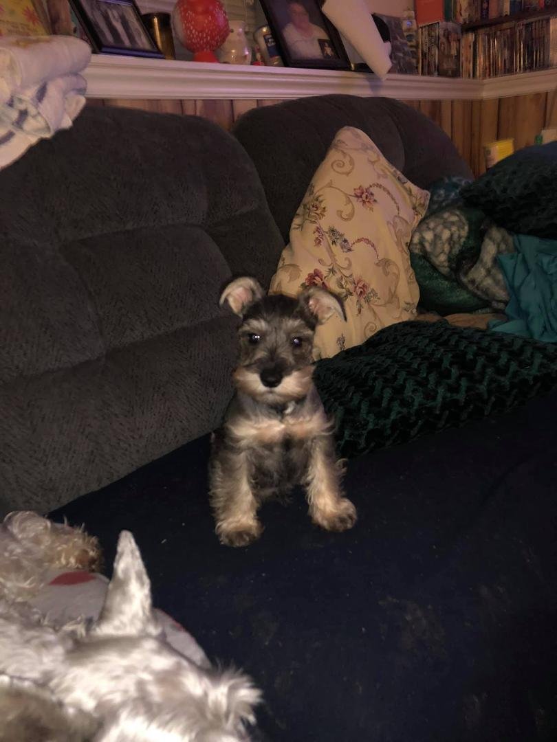 Welcome my new puppy 8 weeks old and his name is Frodo