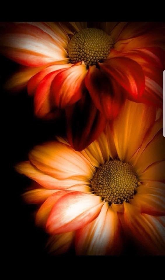 Good Morning all this Tremendous Tuesday! Cease striving and know that I am God; I will be exalted among the nations, I will be exalted in the earth. Psalms 46:10
I Love You 🧡!