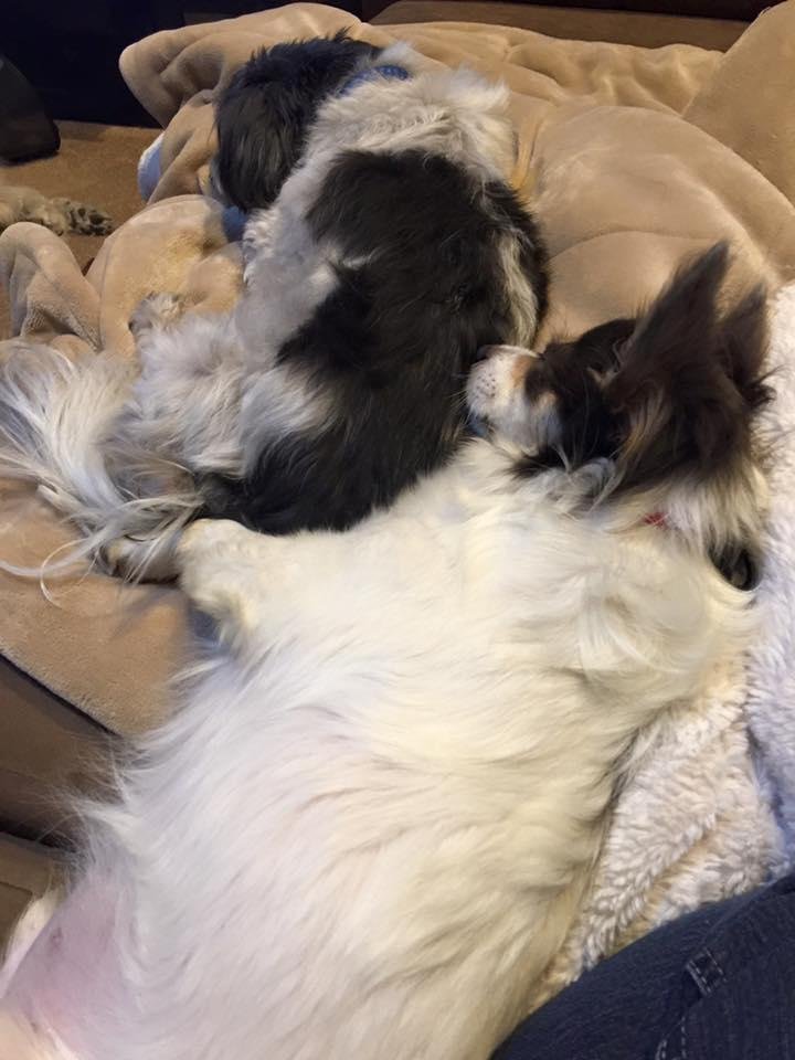 Maybe Gabe is trying to comfort Lucky after a seizure?