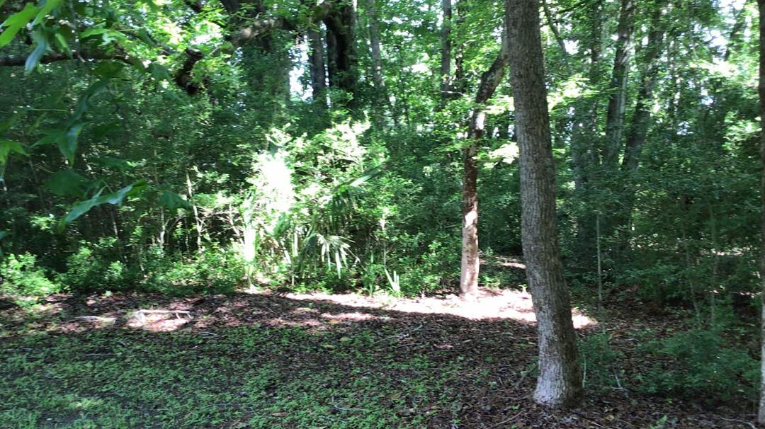 The jungle in my side yard…