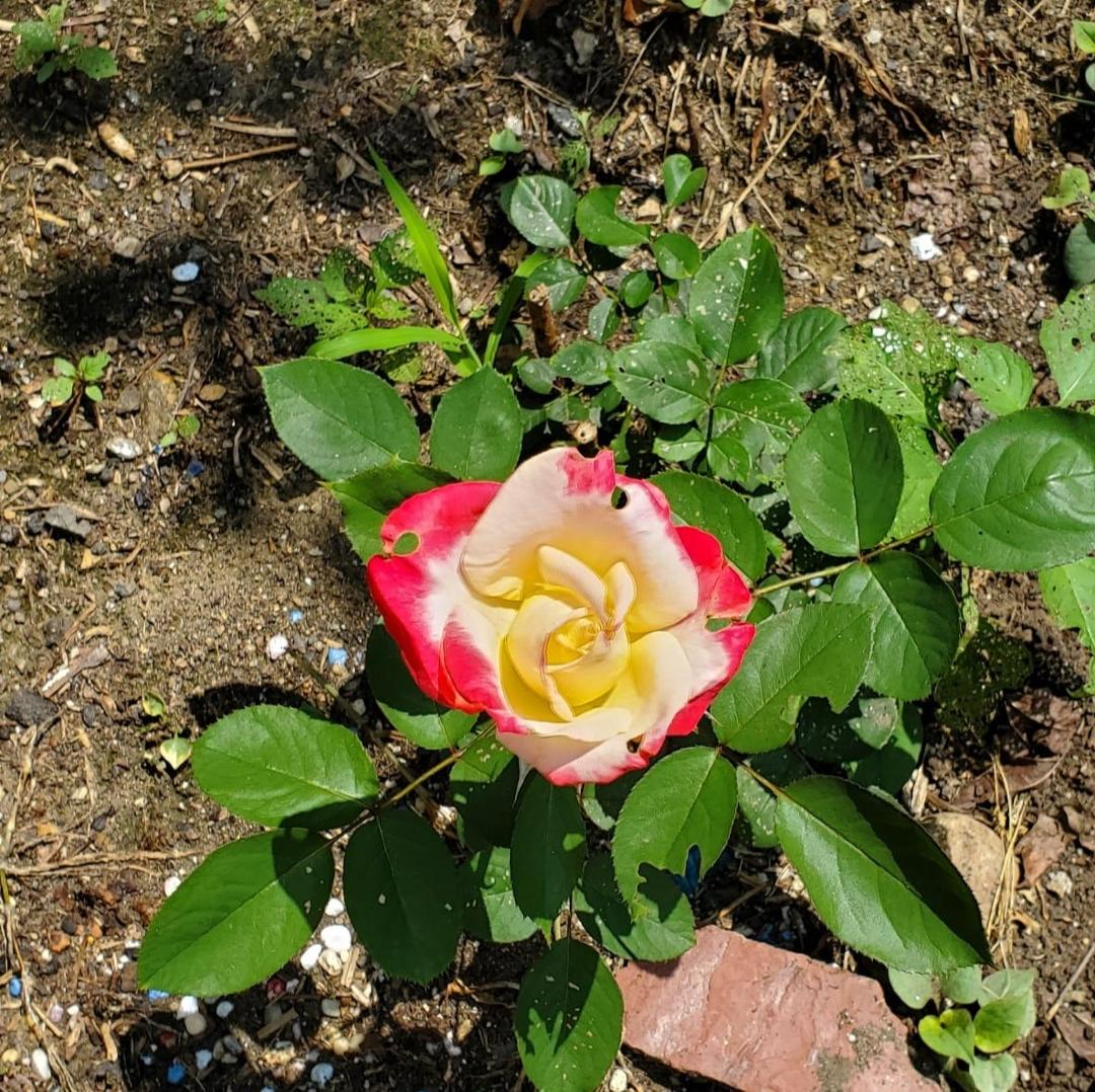 My new rose bush