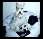In Memory of my first dog - MacNeal - he was an incredible dog.