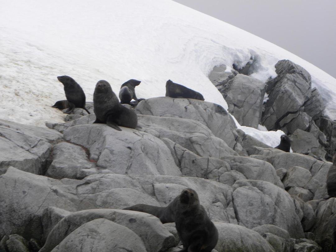 Seals in Antarctica -- first day - you can follow the whole trip at www.2041.com