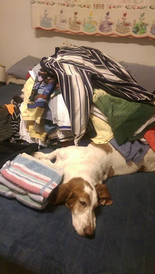 Early morning shirt culling...basset hound not included!