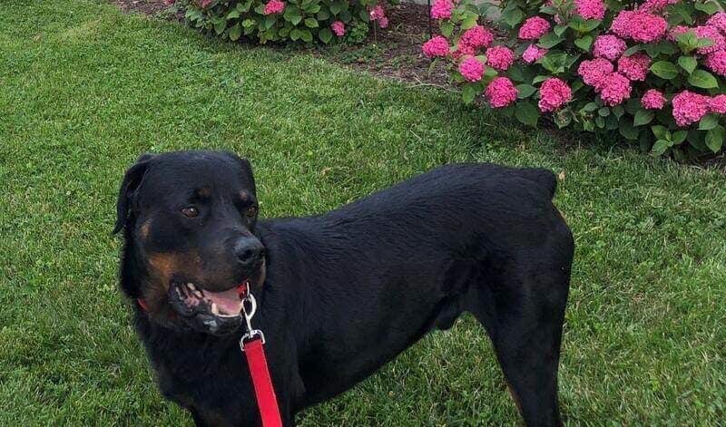 My sweet boy RoRo! He is doing well. He had a hard time on the 4th. Anne-Marie said locals continued on the weekend. So glad he had his new family to get him through it.
He is so handsome!!!