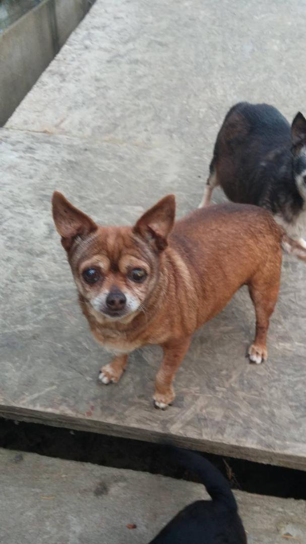 14 years young .
She made it up to yesterday / went in her sleep .
She will be missed !