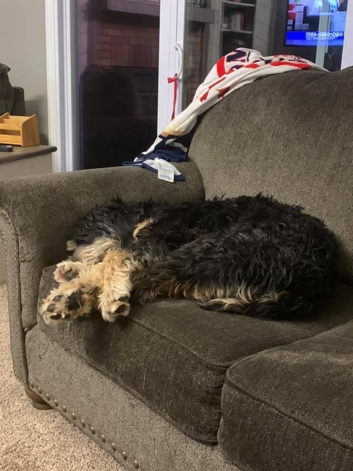 After another fun filled day at doggie daycare! She loves the hose more than any other furry friend who attends.