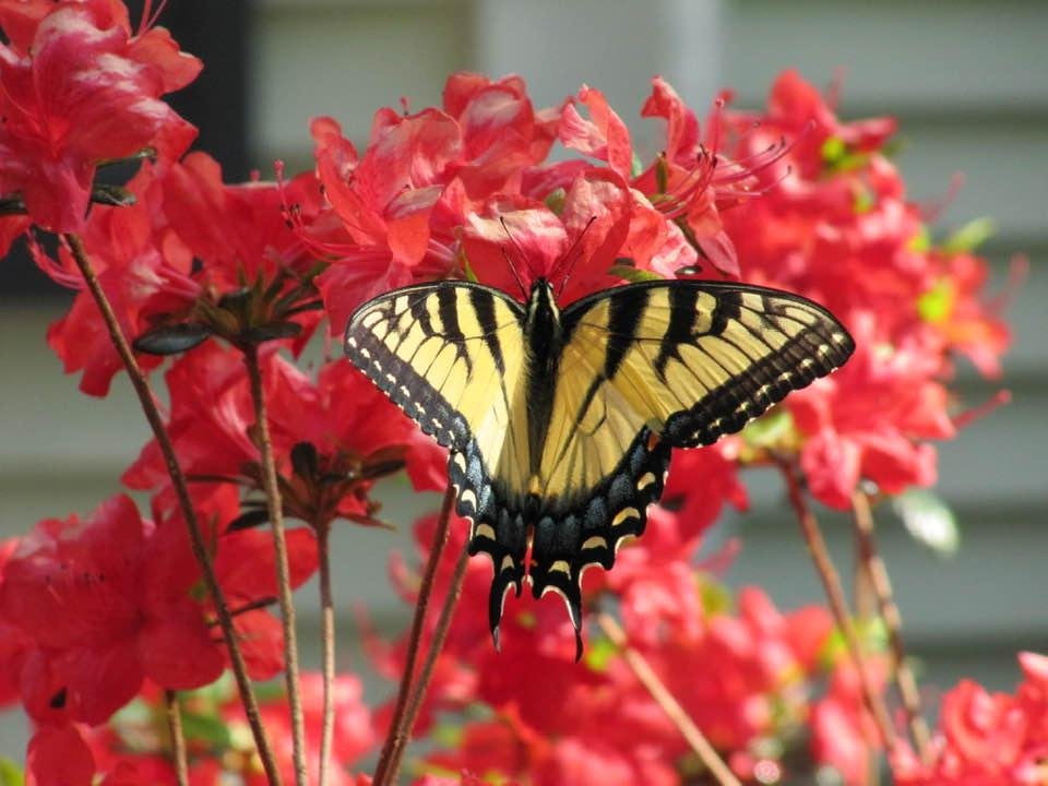 Happy Easter to all my friends who celebrate. This is a time of hope, of new life and new beginnings.
