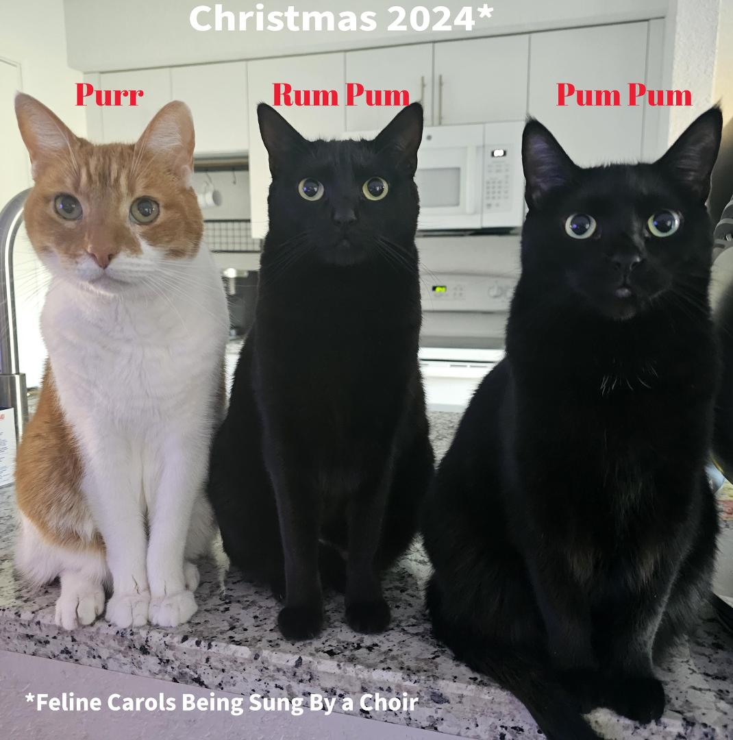 Cool cat choir...