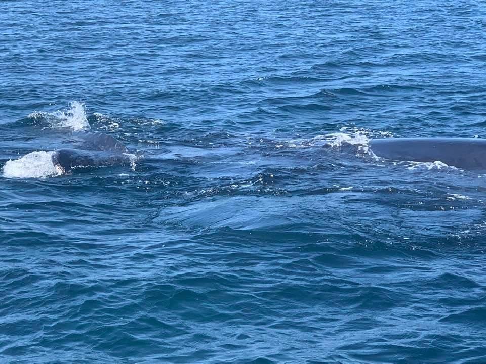 The world goes now with out us mom and baby whales Punta Mita