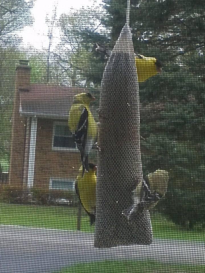 I love seeing all the yellow finches we are getting this year.