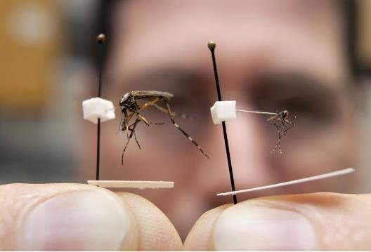 Mega mosquitoes arrive in Central Florida
Entomologists predict quarter-sized gallinippers will invade Sunshine State
Published On: Jun 07 2013 09:32:30 PM EDT Updated On: Jun 09 2013 08:29:49 AM EDT
OVIEDO, Fla. -As pred