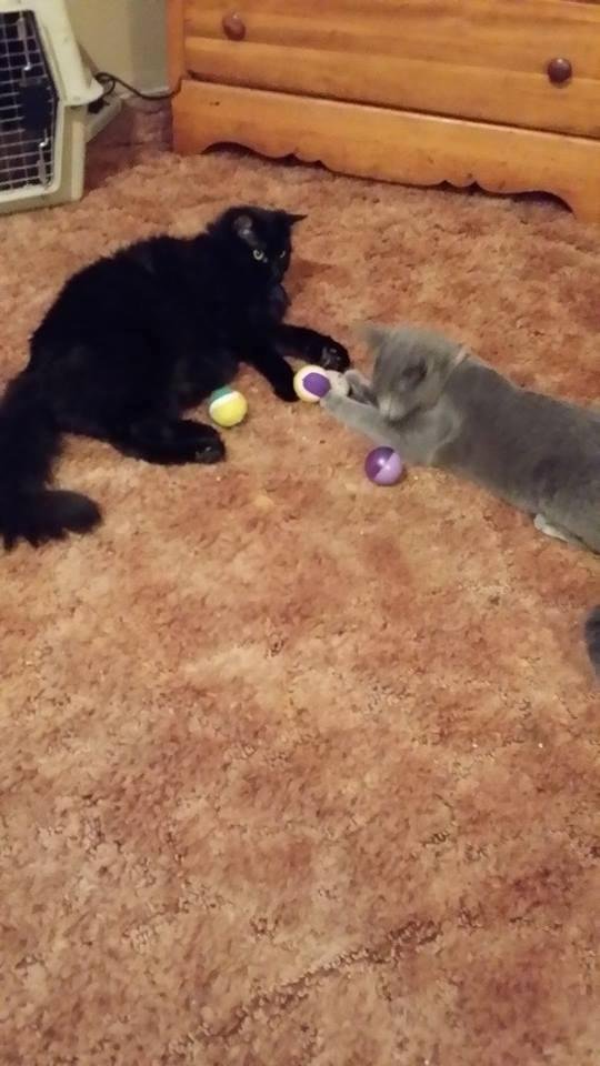 My babies playin
