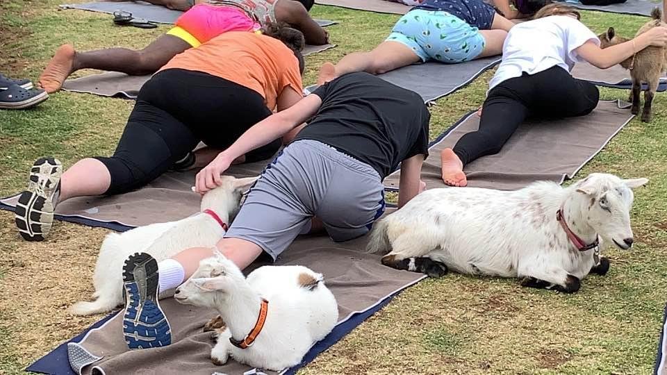My son the goat whisperer...
