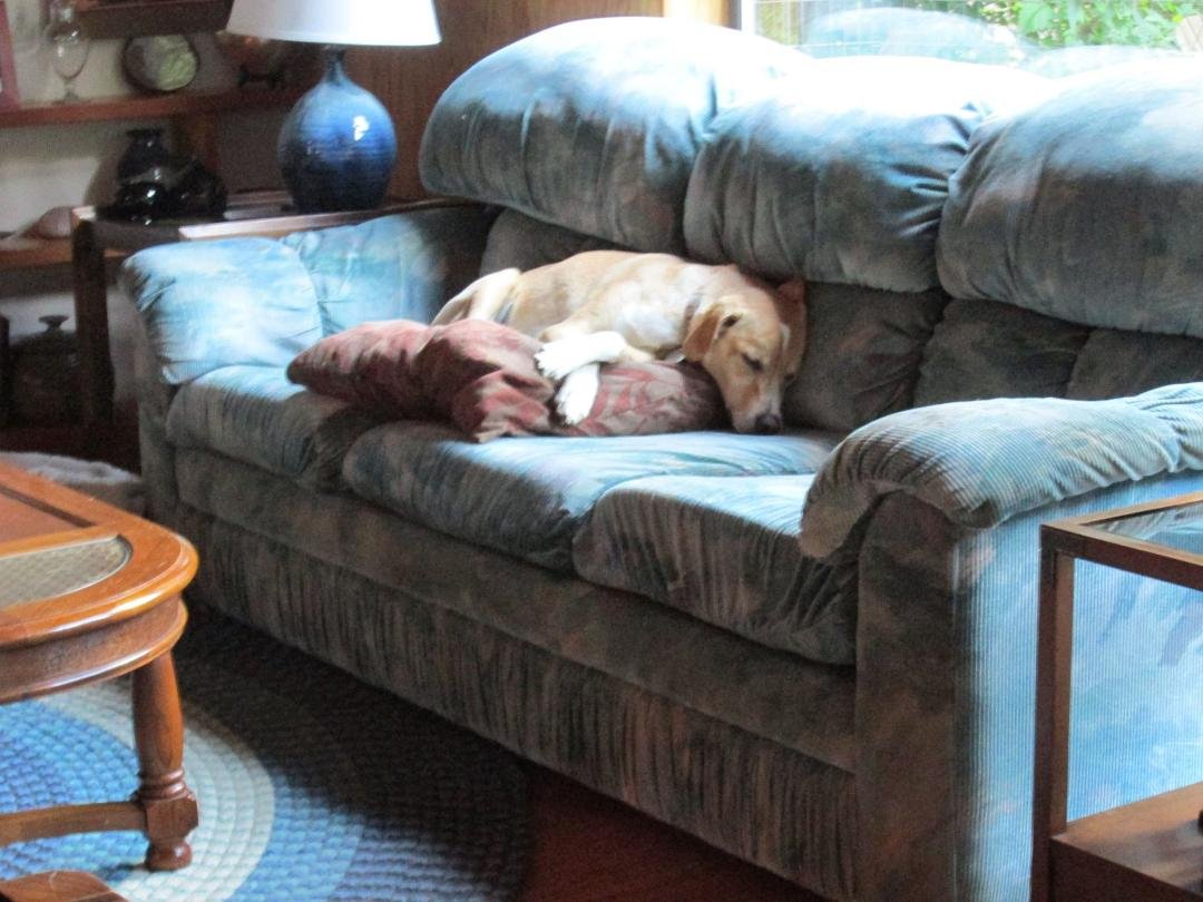 Baxter moping after his new friends went home.