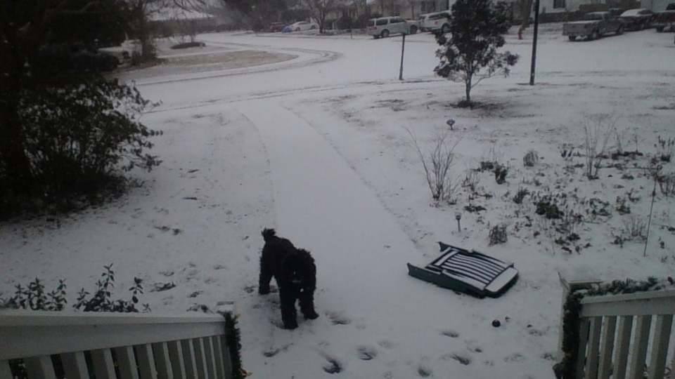 Jackson in snow