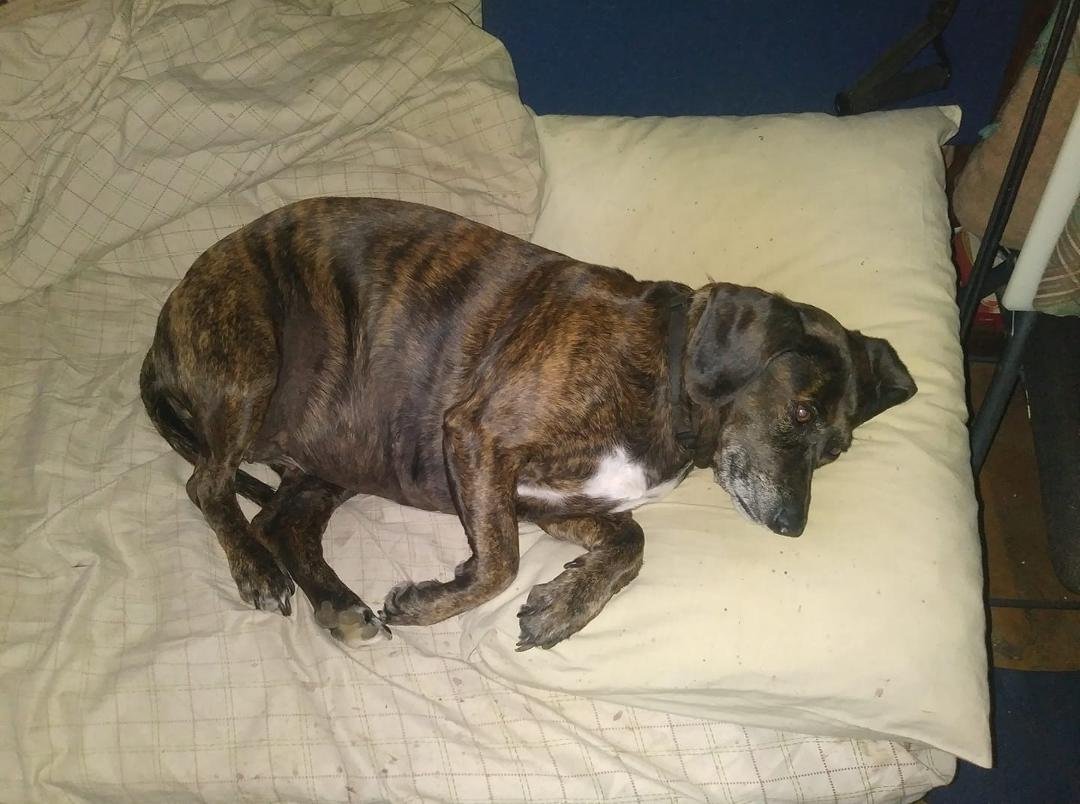 My dog likes my 'My Pillow' as much as I do! 😂😂😂😂😂