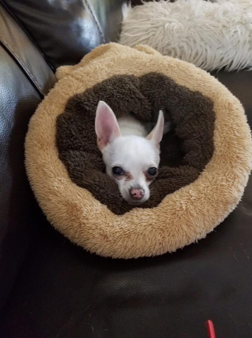 My little baby, Vicious