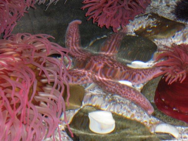 Tabitha Hanke's album, birthday trip to the aquarium 2010