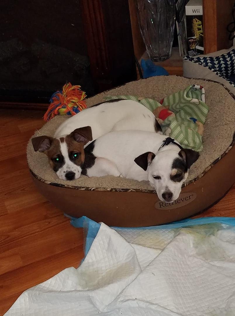 Brother playday! They are BOTH pooped!