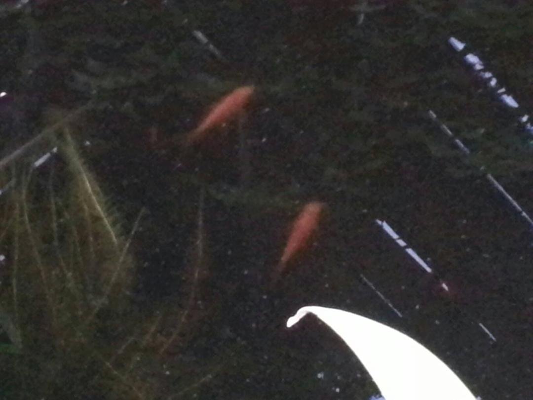 Tanner Grywinski I found the Fish !