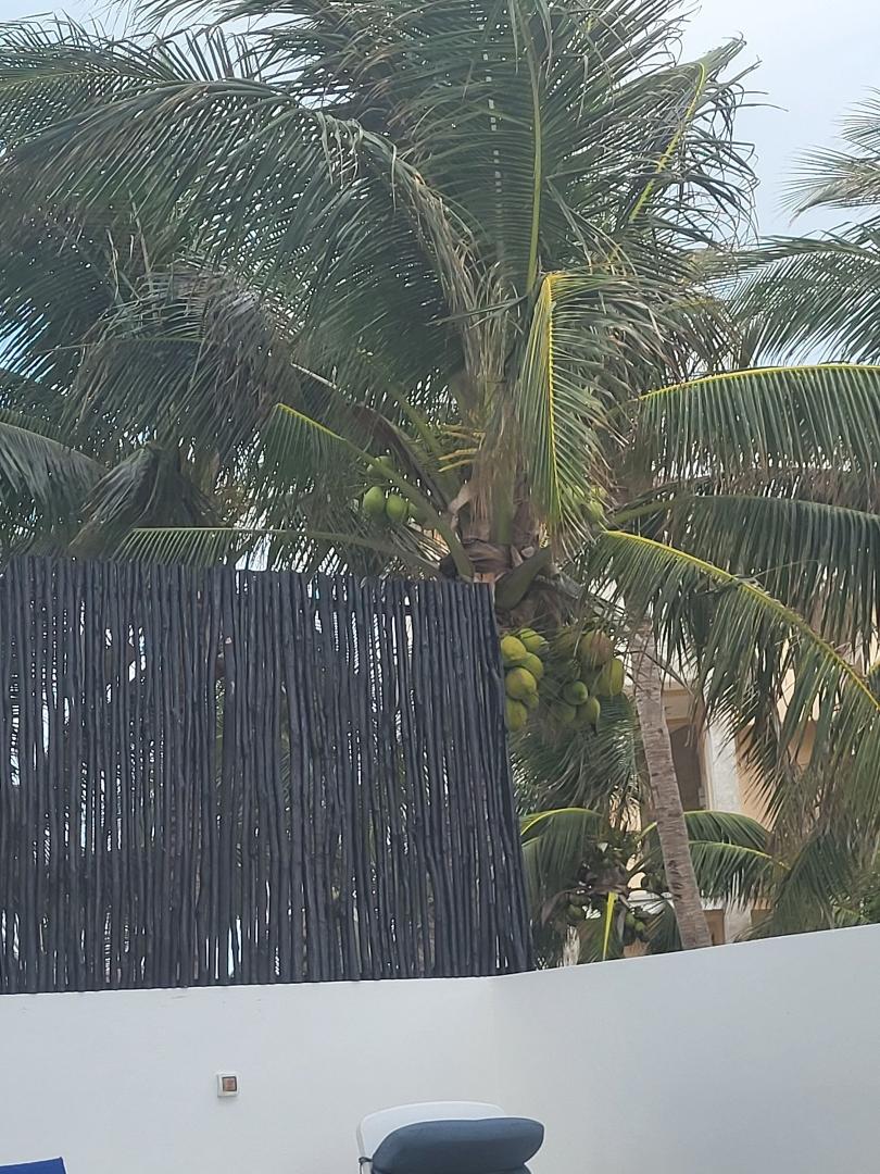 As my friend Ricco observed "Wow, there's a lot of nuts on that tree!... well cousin Betty Henry arrived yesterday and so now there is a full complement of nuts at the top of the lane at Vista del Mar on Isla Mujeres. Lol