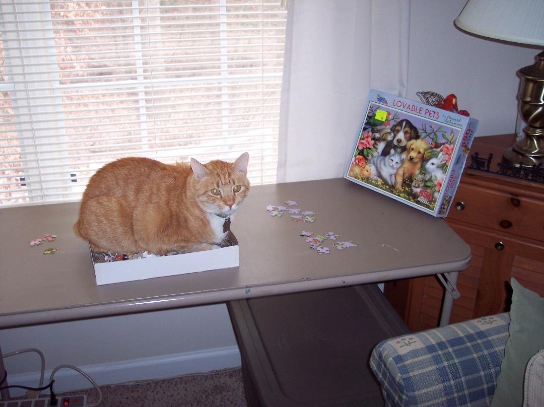 Just came across this photo of my beloved cat Simon... missing him!!