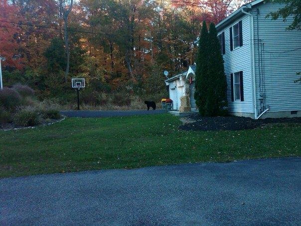 This is probably the bear. He was in my neighbor's yard Friday. The flowers that he is by are about 4 feet high and he is about their height.