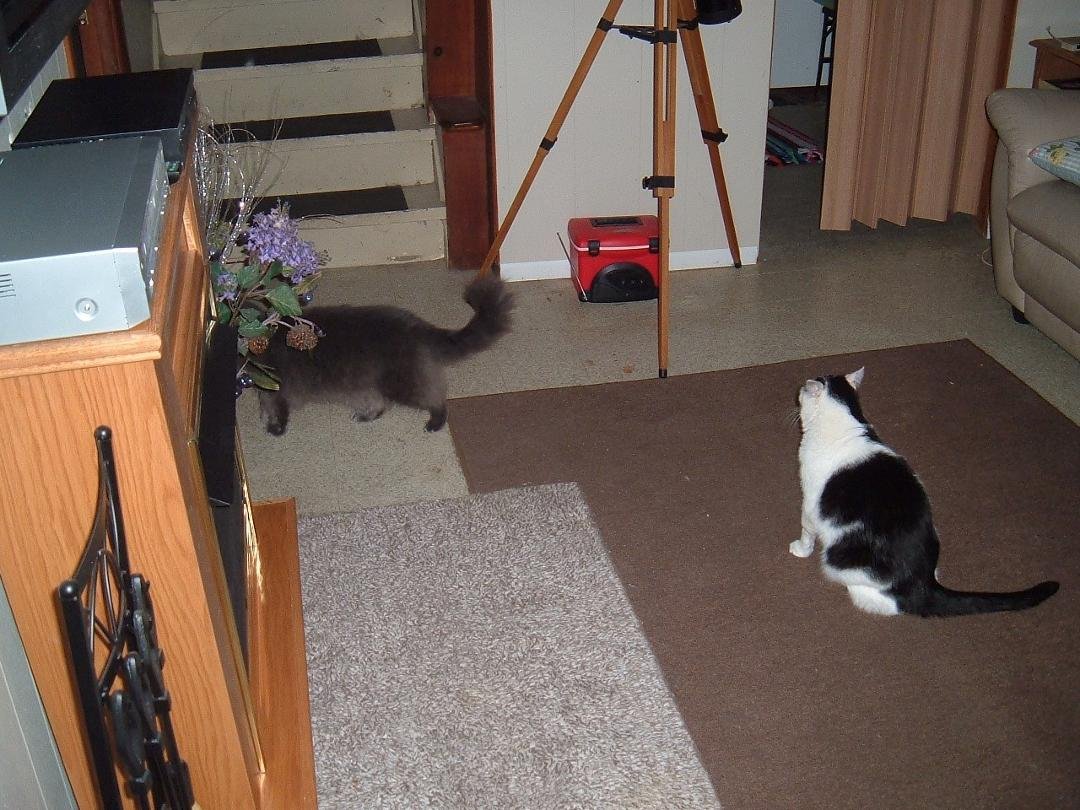 Pookey, grey female, died of stroke in 2012. Rascal, male, blk. & wht. 14 years old.