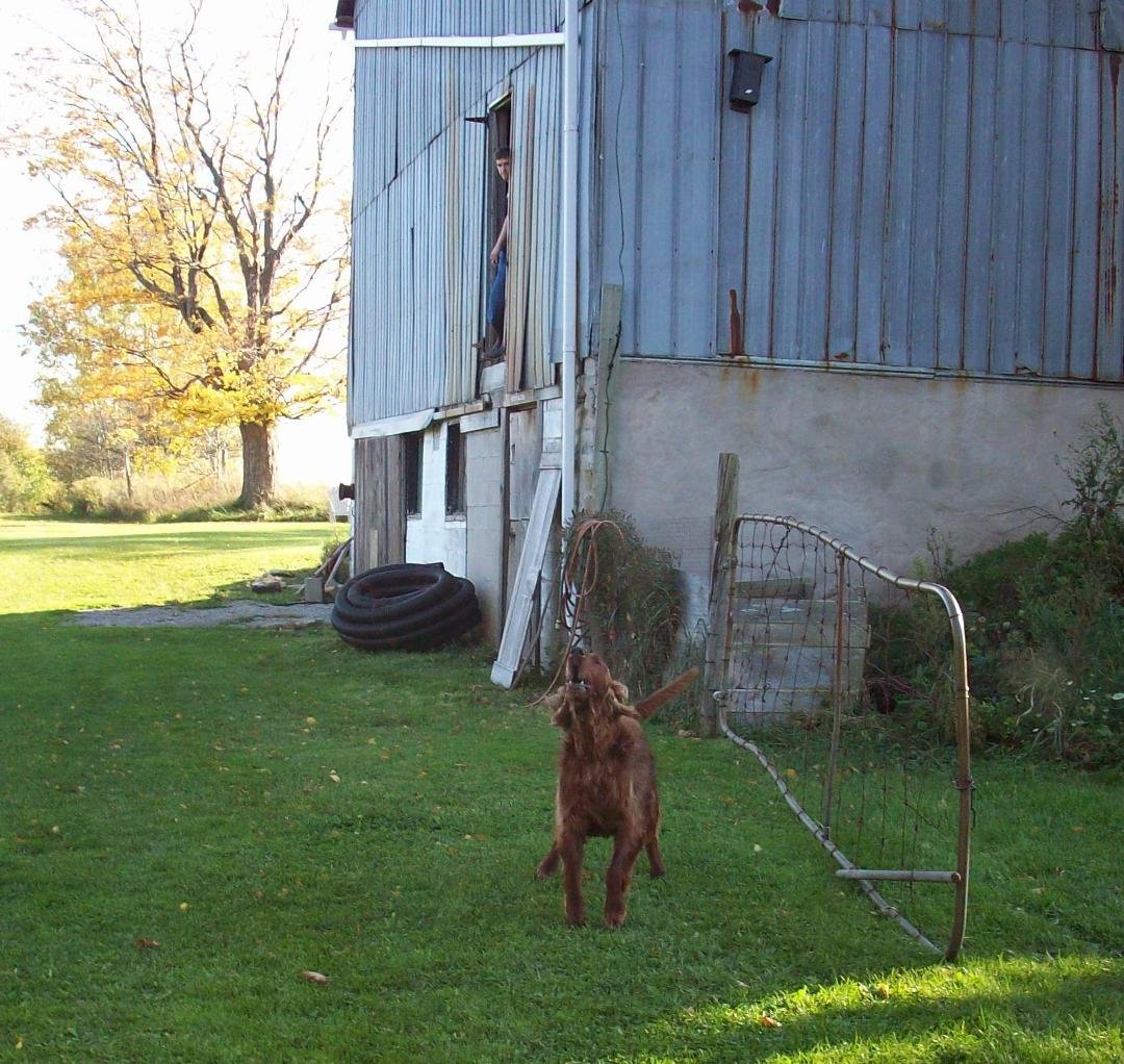 In memory of Strider
25 December 2002 - 09 February 2012
One of my favourite pictures from the farm, Strider being goofy and Andrew watching from the barn. Strider was a very lucky dog, spent almost all his life with free