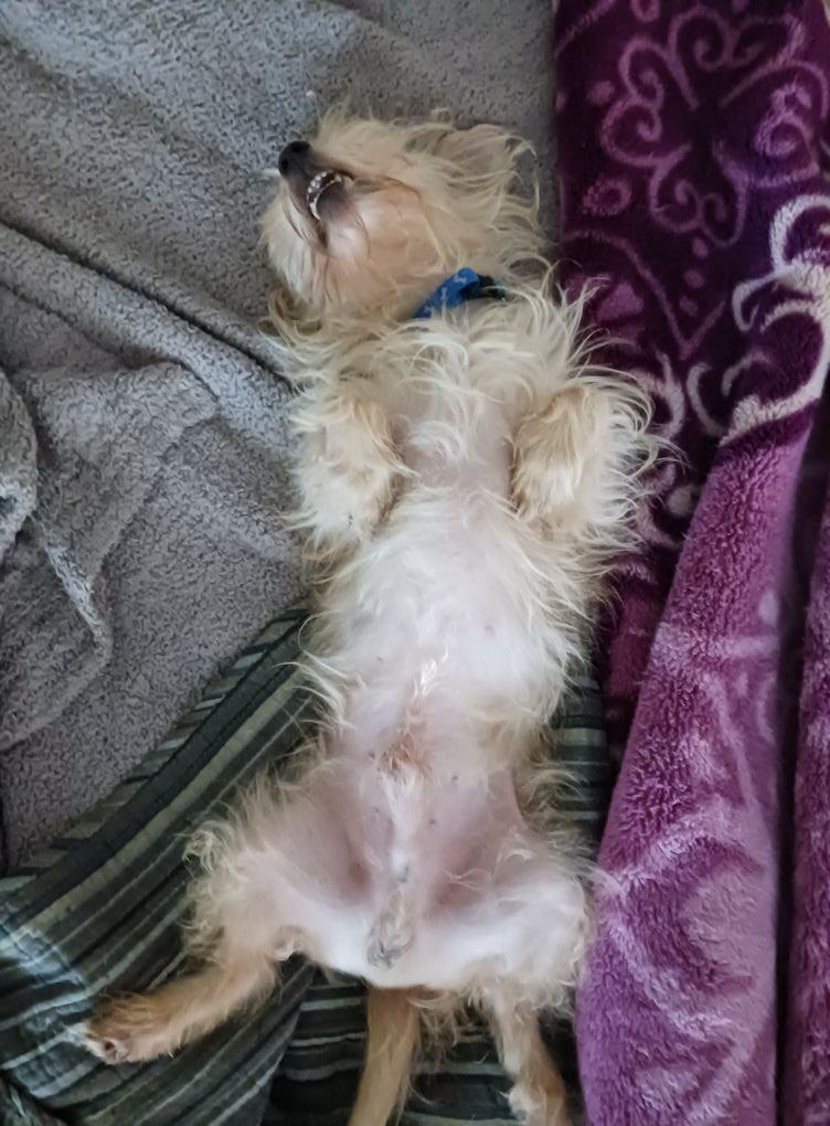 Bruno taking a nap, lol.