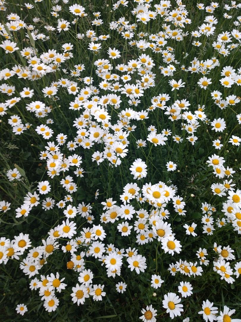 Dàisies in Mom's front yard today.